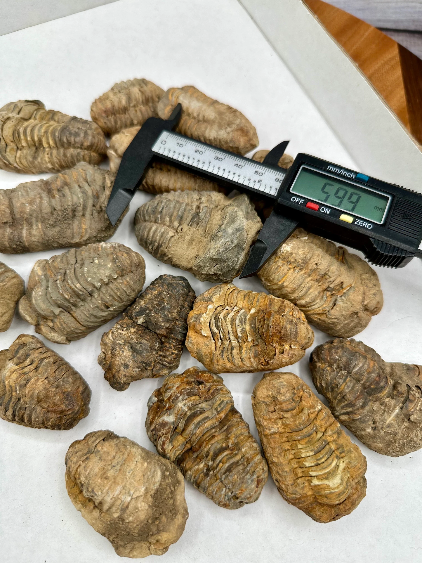 Rough Trilobites ONE