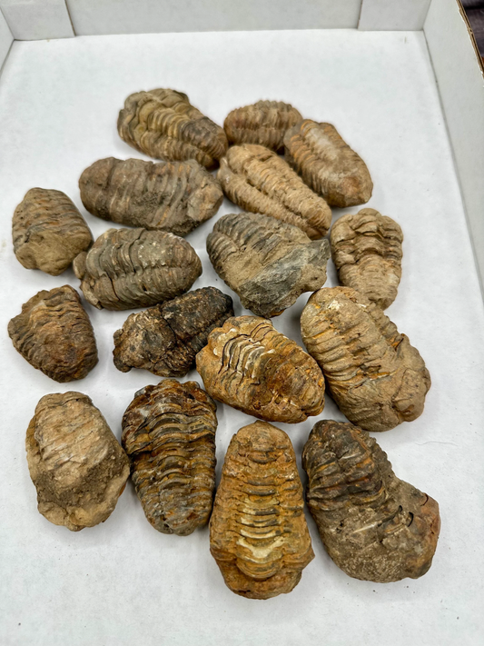 Rough Trilobites ONE