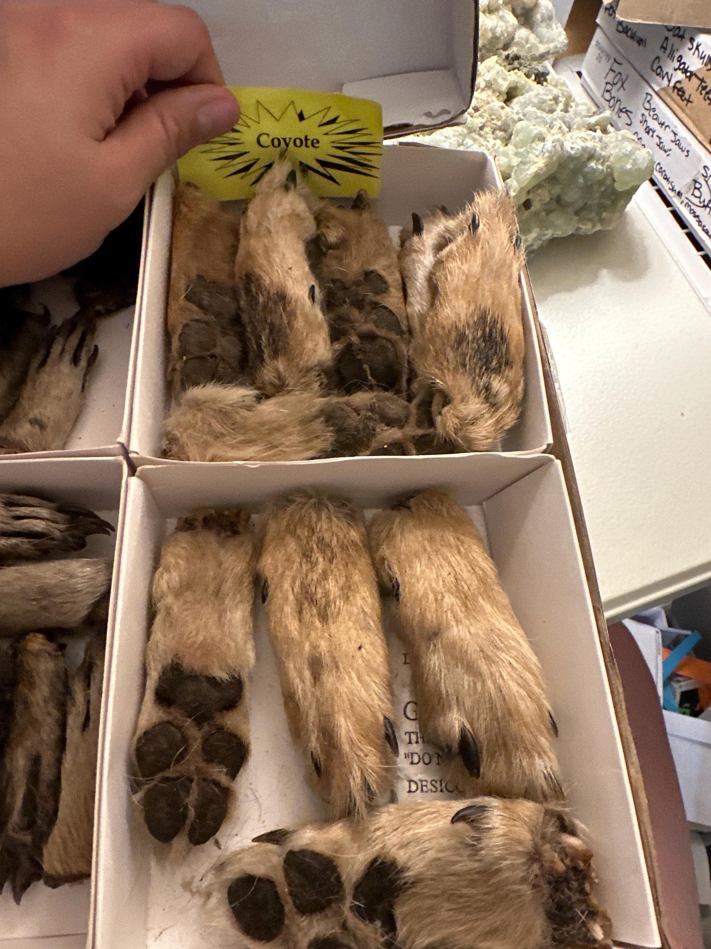 Mummified Paws ~ Taxidermy Feet