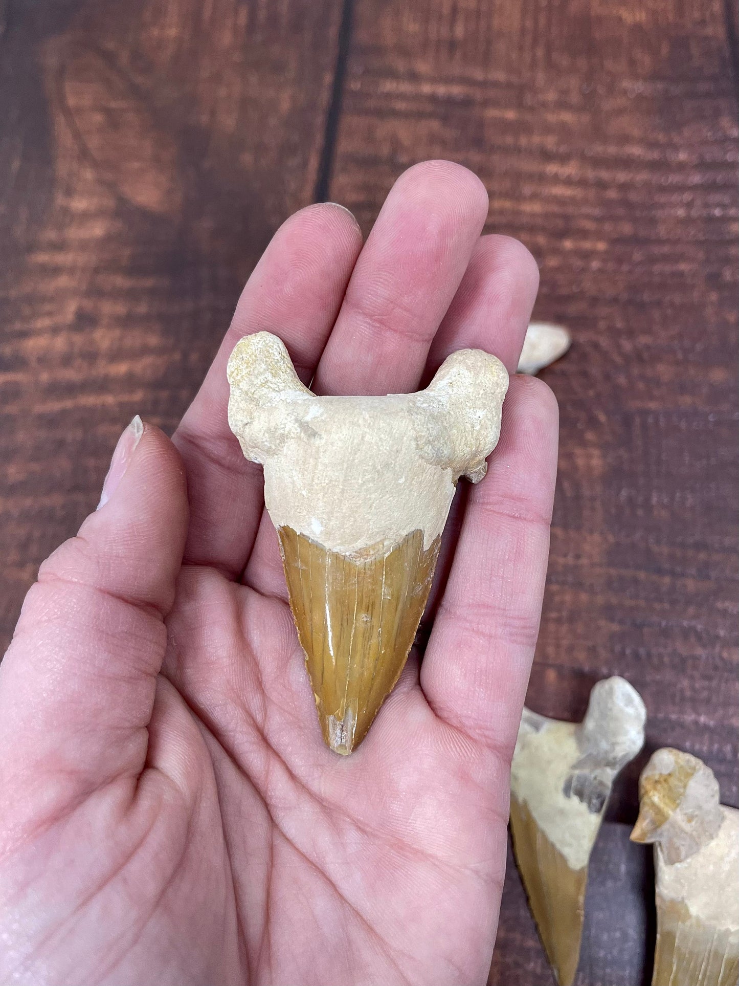 XL Shark Tooth Fossils