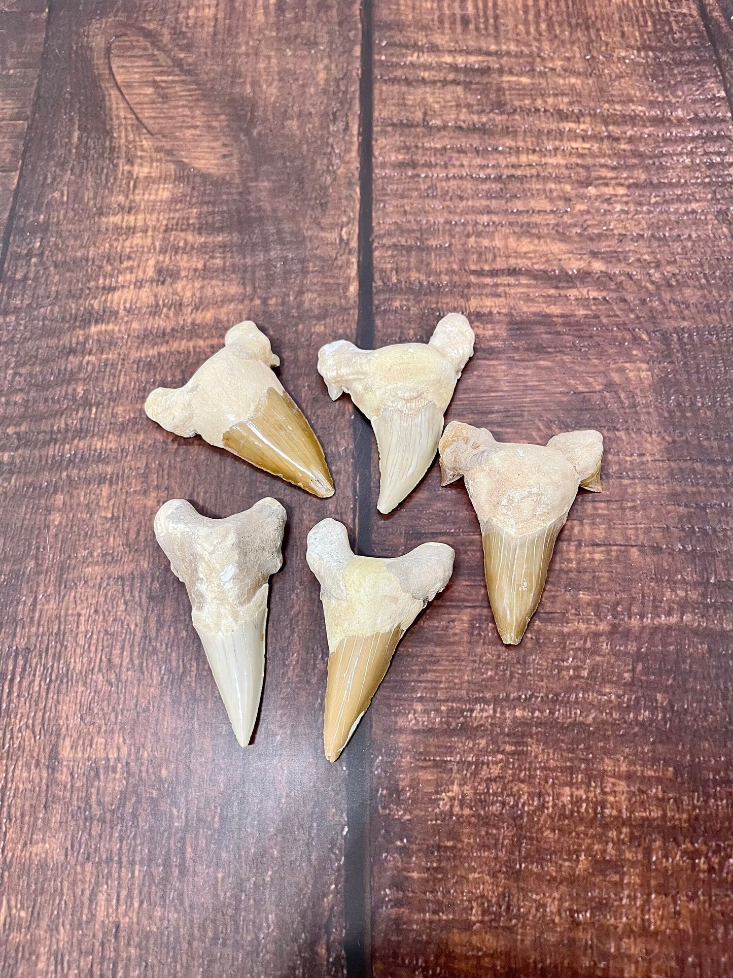 XL Shark Tooth Fossils