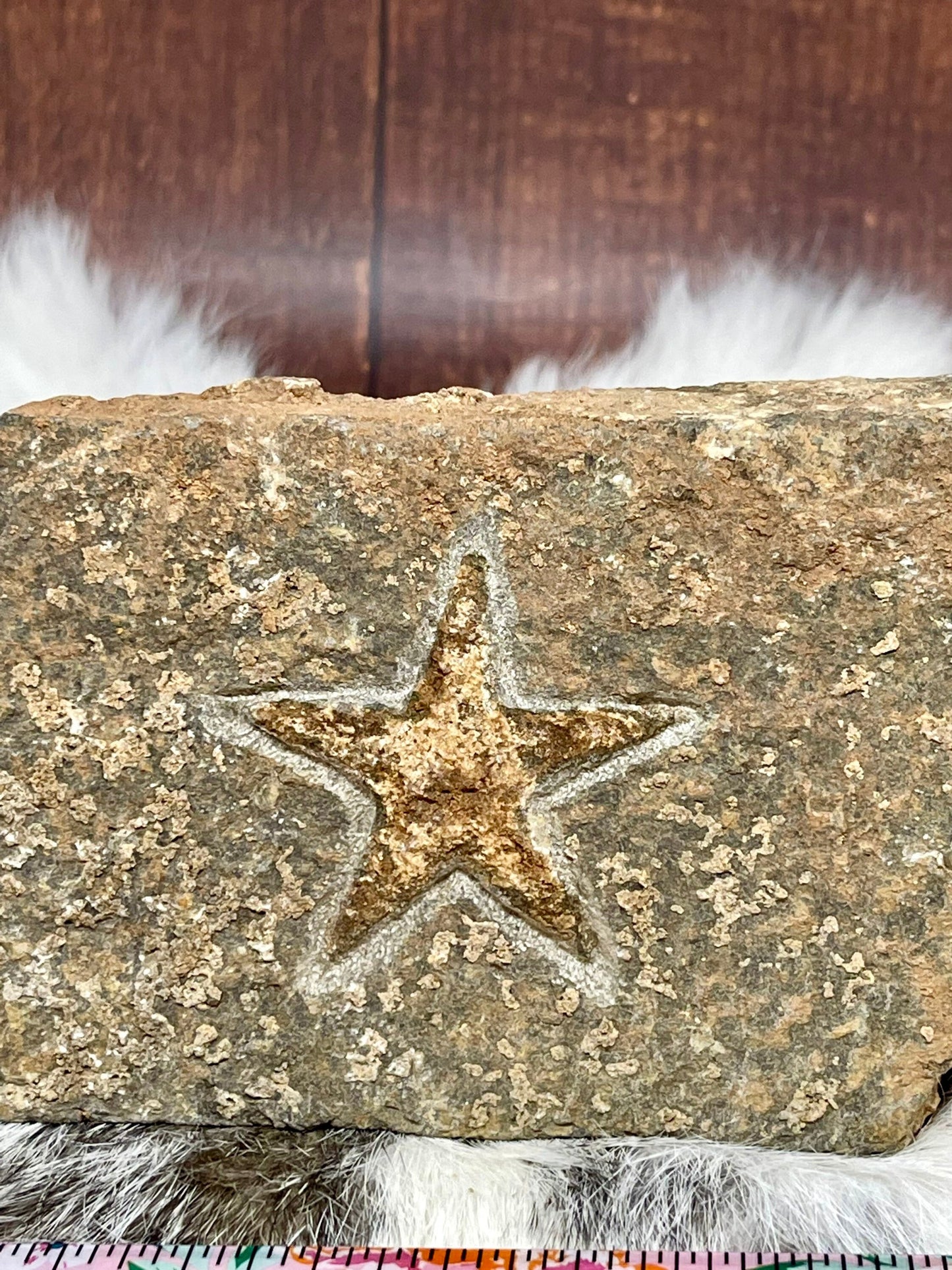 Natural Starfish Fossil