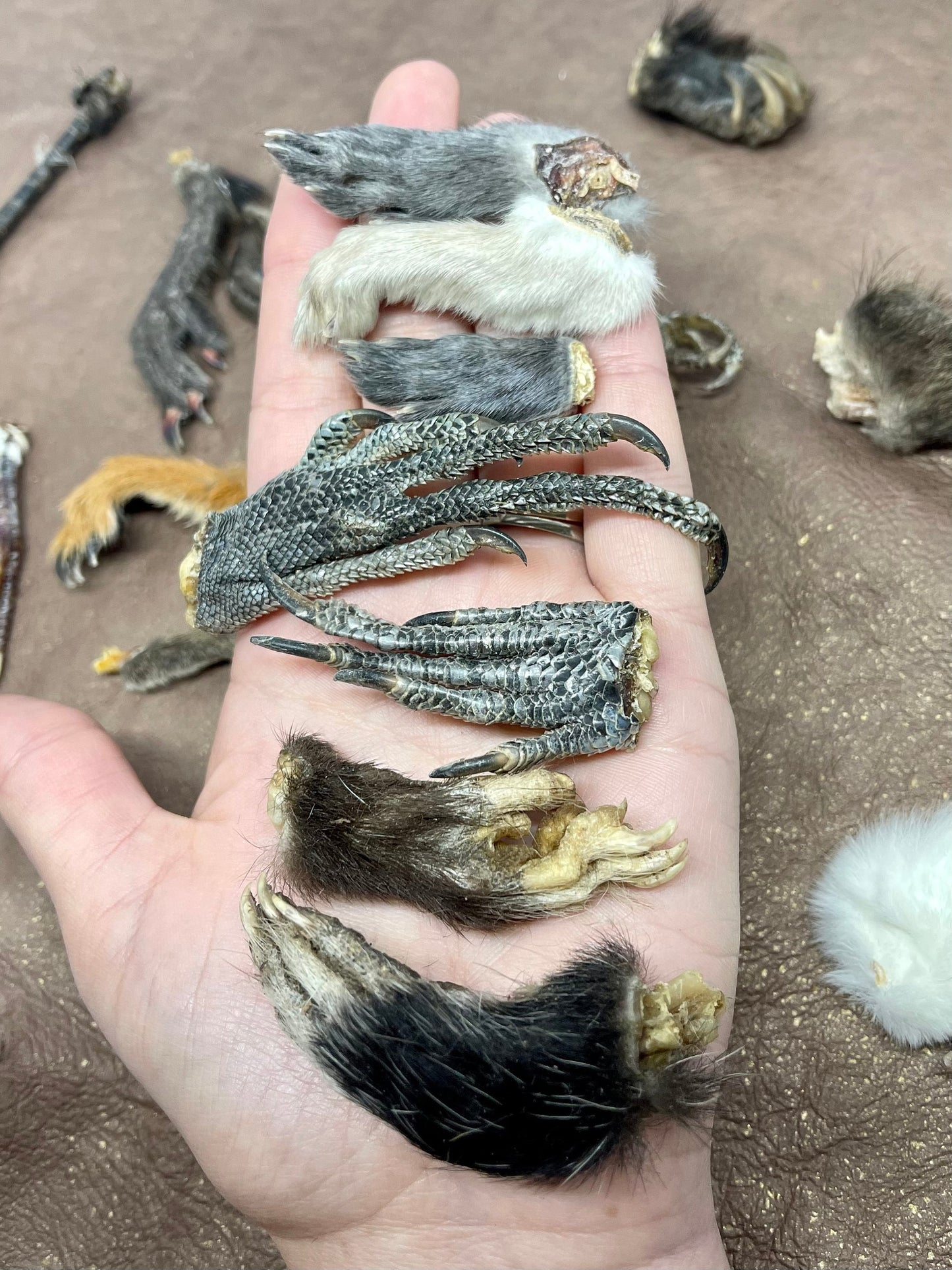 Mummified Paws ~ Taxidermy Feet