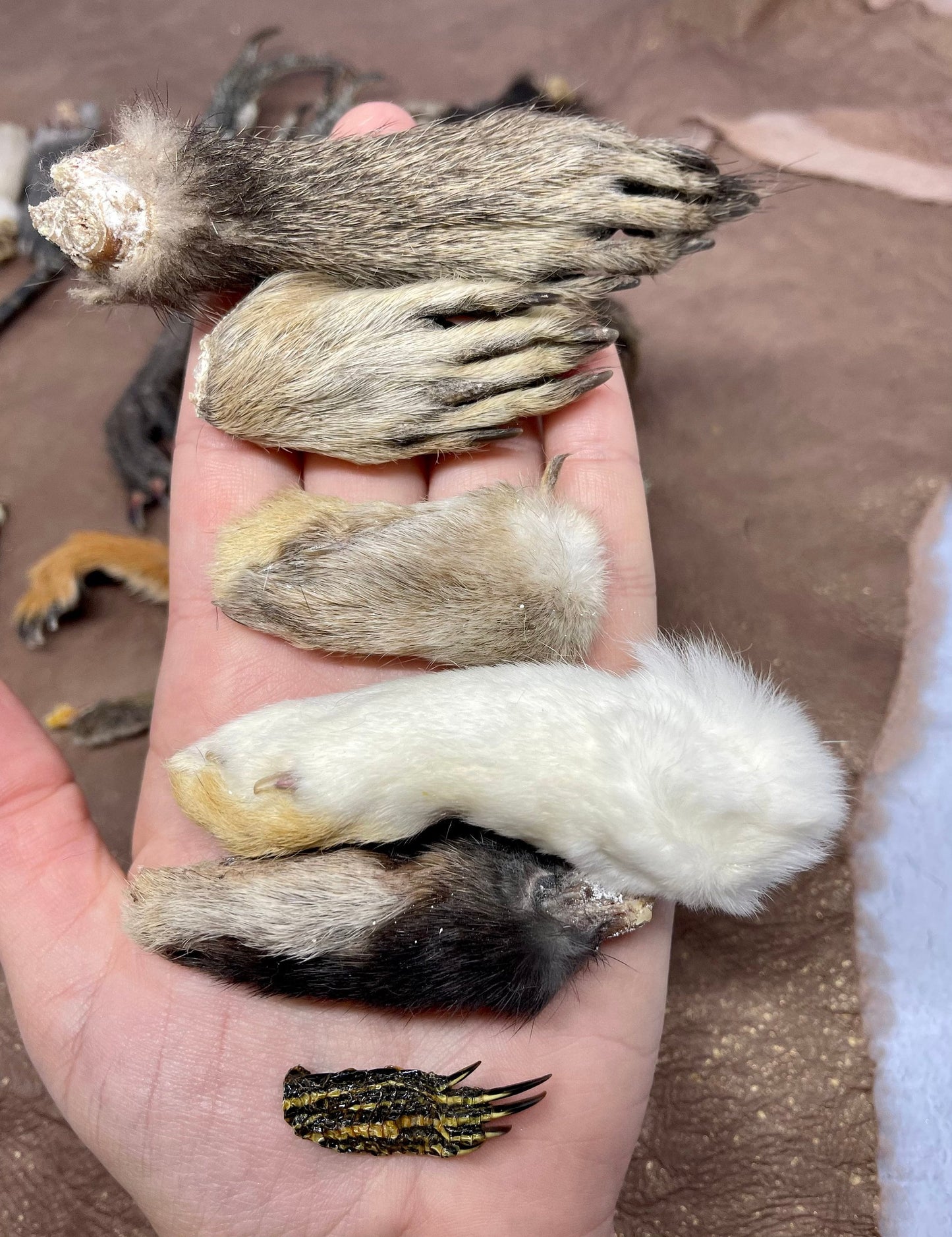 Mummified Paws ~ Taxidermy Feet