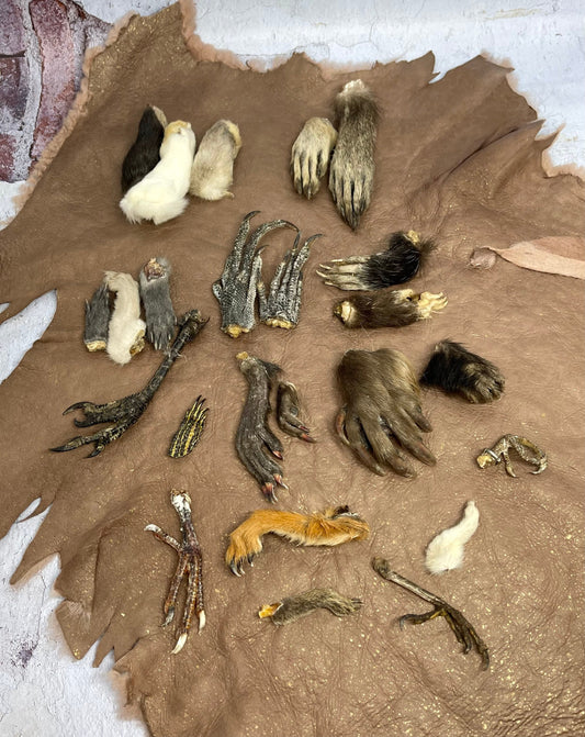 Mummified Paws ~ Taxidermy Feet