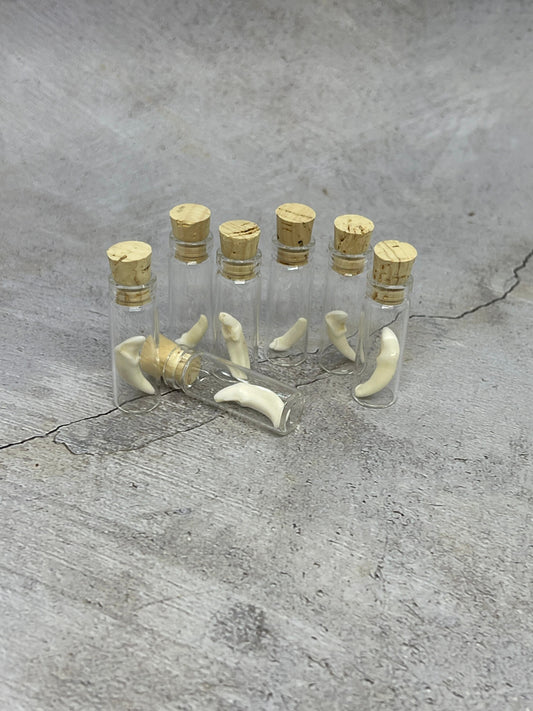 Coyote Tooth in Glass Vial