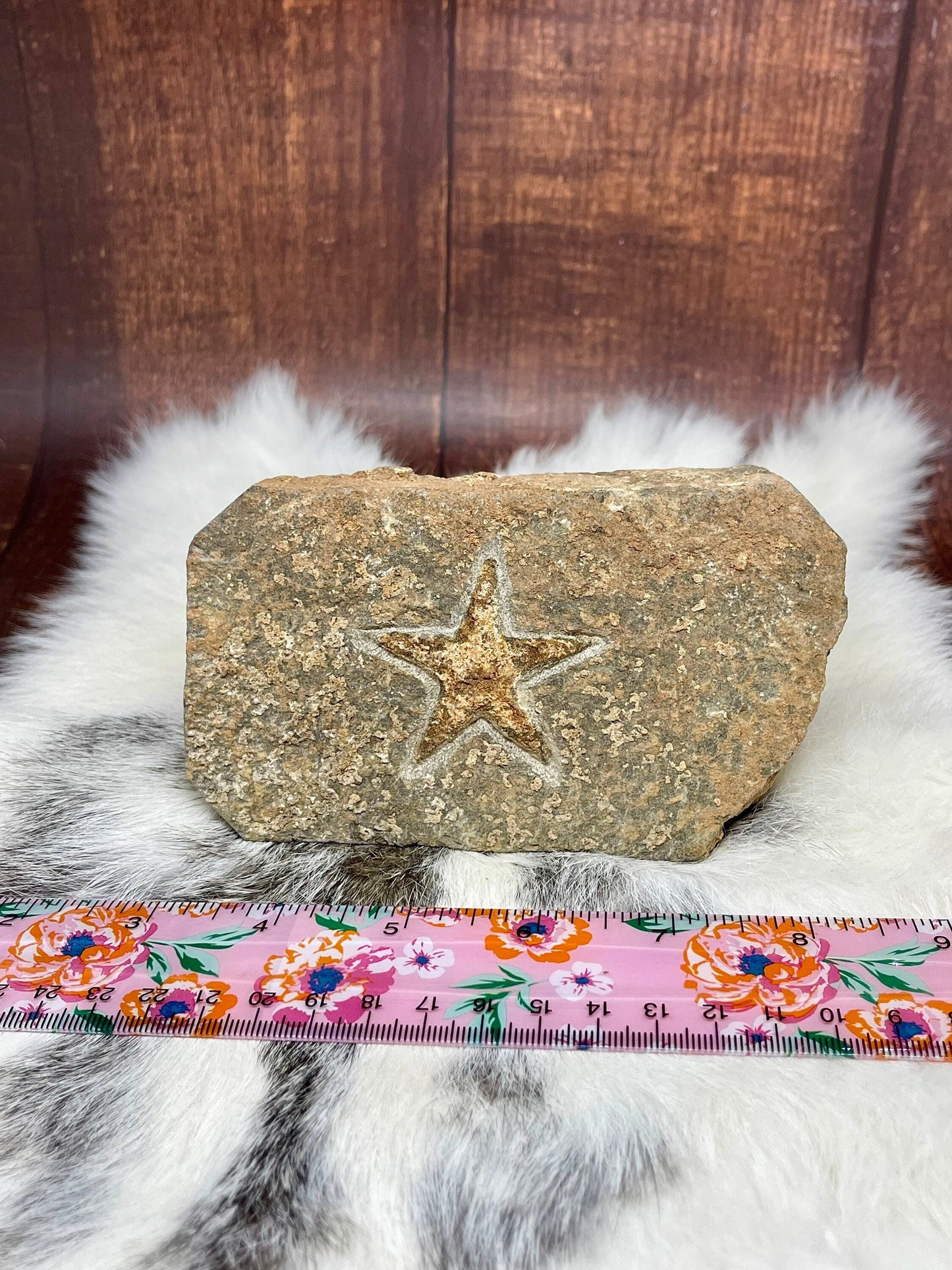 Natural Starfish Fossil