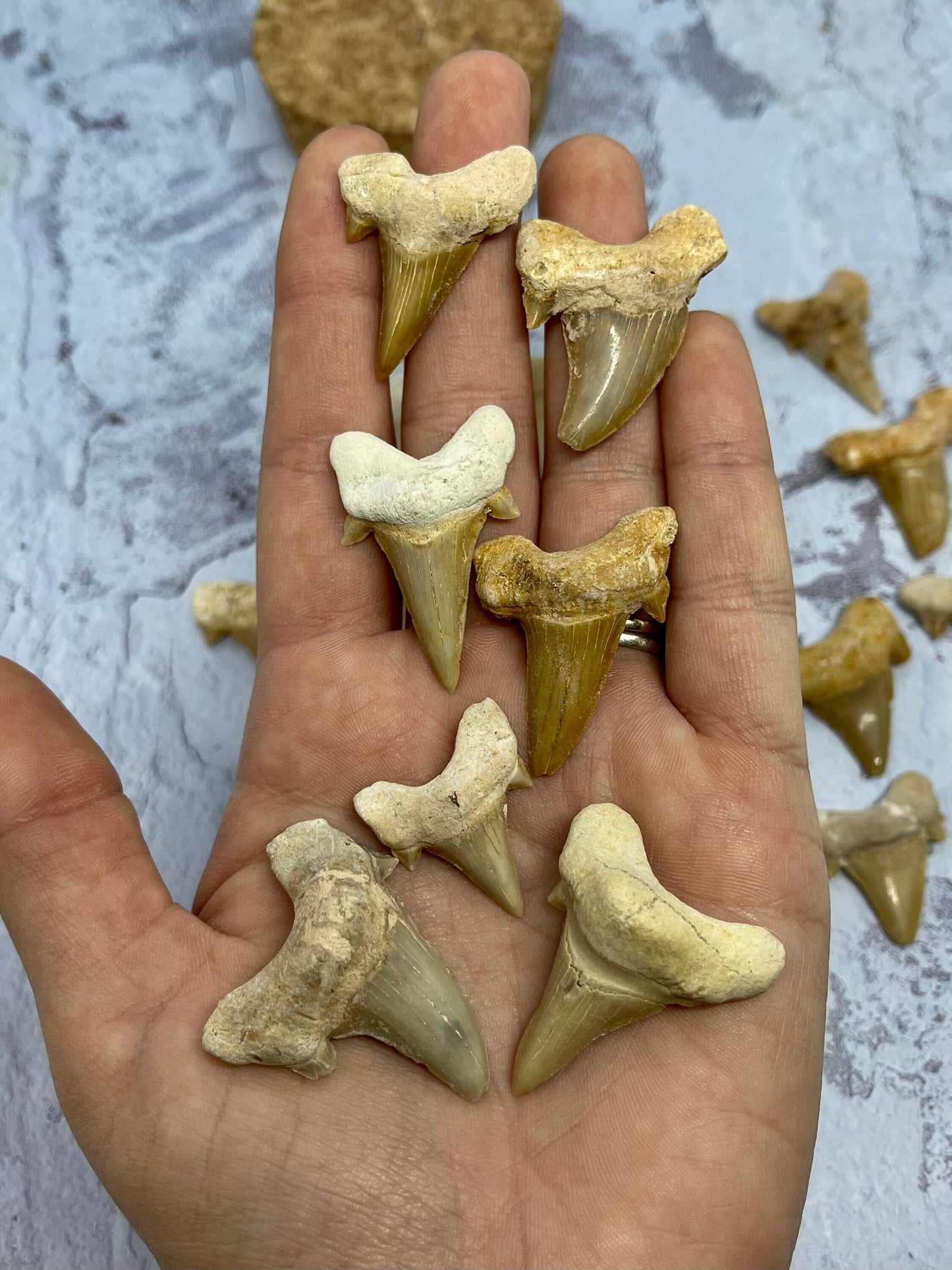 Shark Tooth Fossil