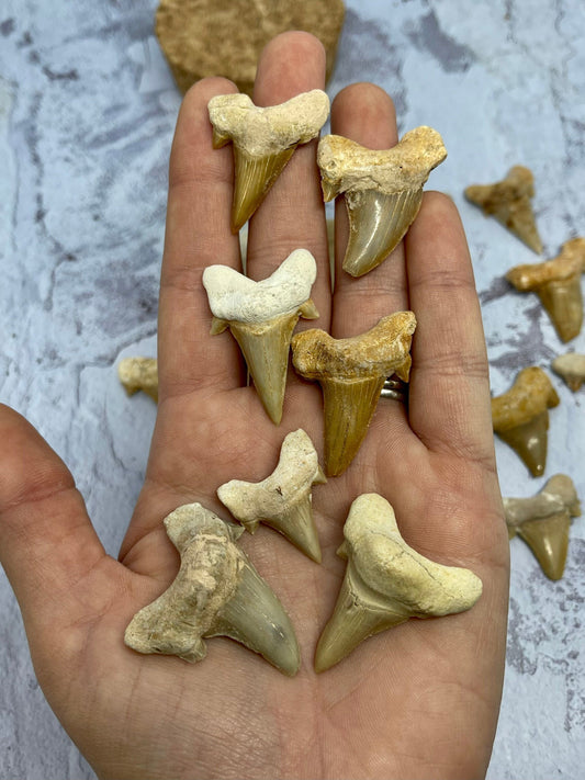 Shark Tooth Fossil