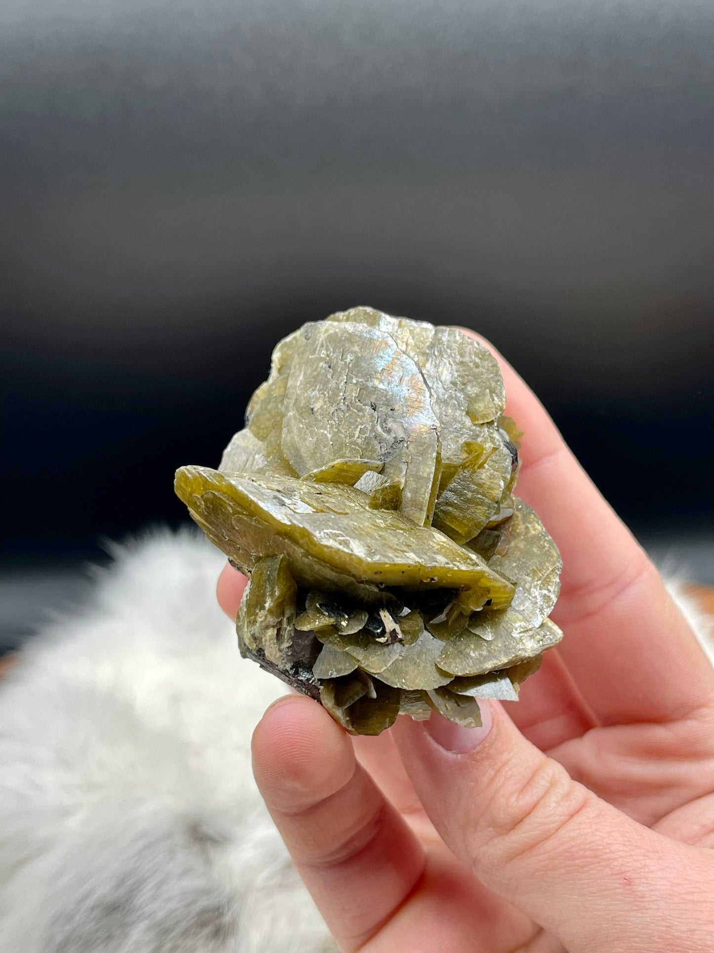 Large Siderite and Chalcopyrite Rose